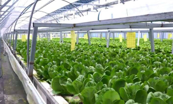 생방송투데이 환승직업 두 번째 인생 충주 쌈 채소 농장 웰팜이에이씨 쌈채소 스마트스토어 주문방법