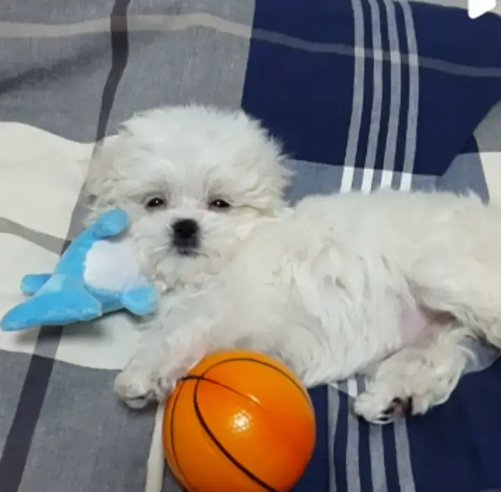 배우-구성환-애견-꽃분이-사진