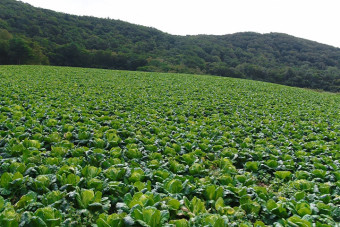 공익직불금 신청하기