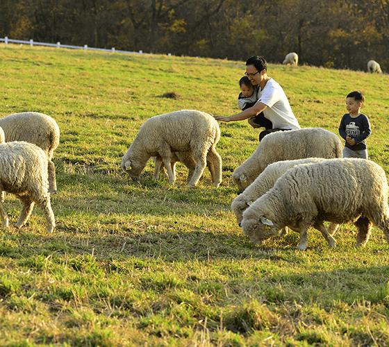 대관령 하늘목장 체험 정보