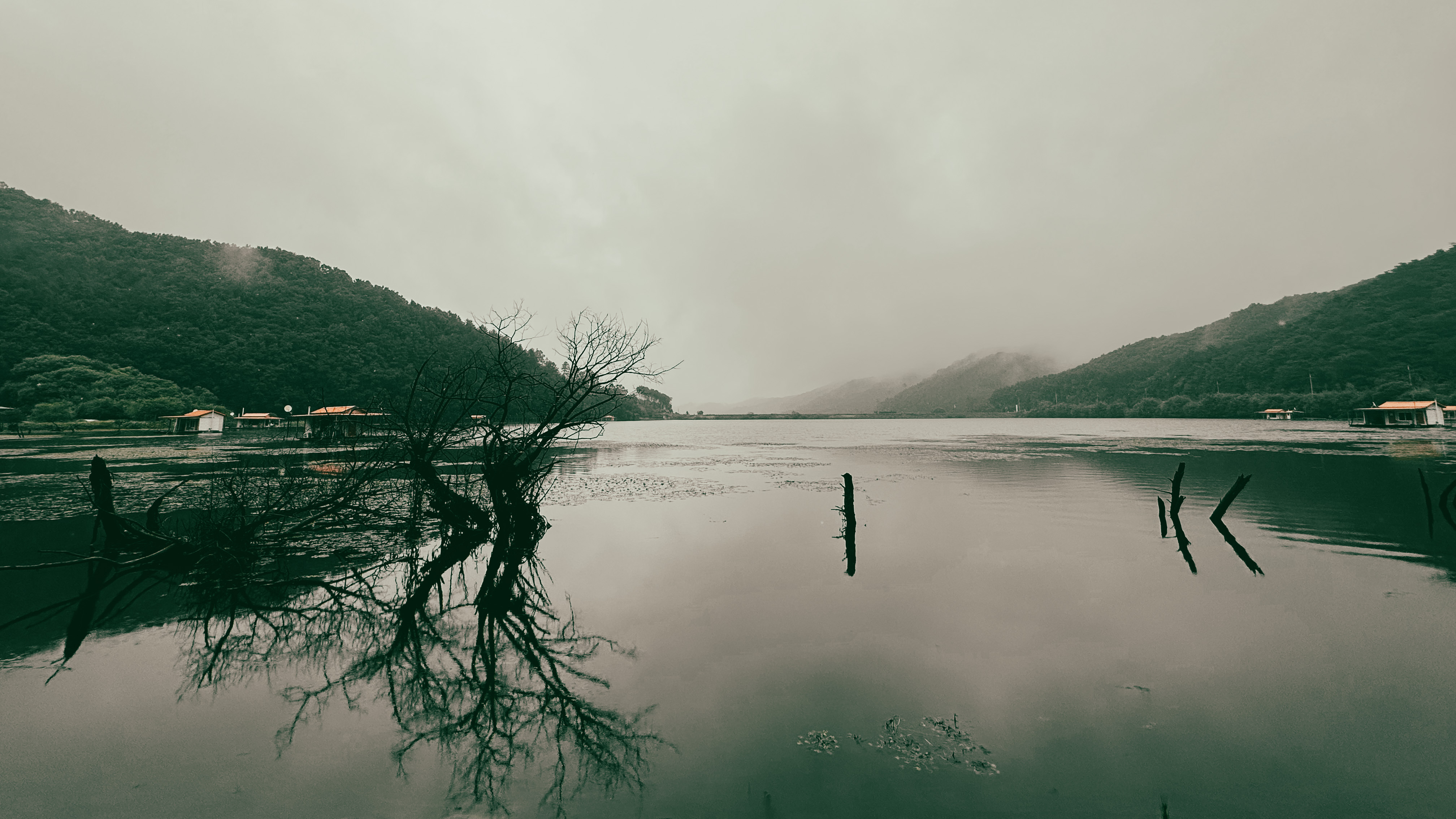 문광저수지 은행 나무길