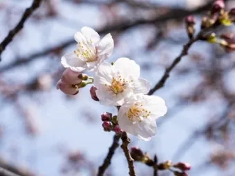 DSLR 카메라 꽃 촬영 접사 거리 합초 요령_6