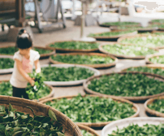 간에 좋은 약초 related image 13