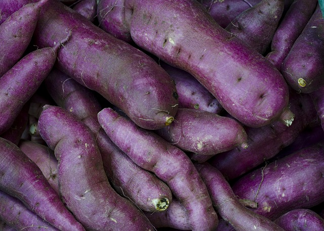 고구마 수확시기