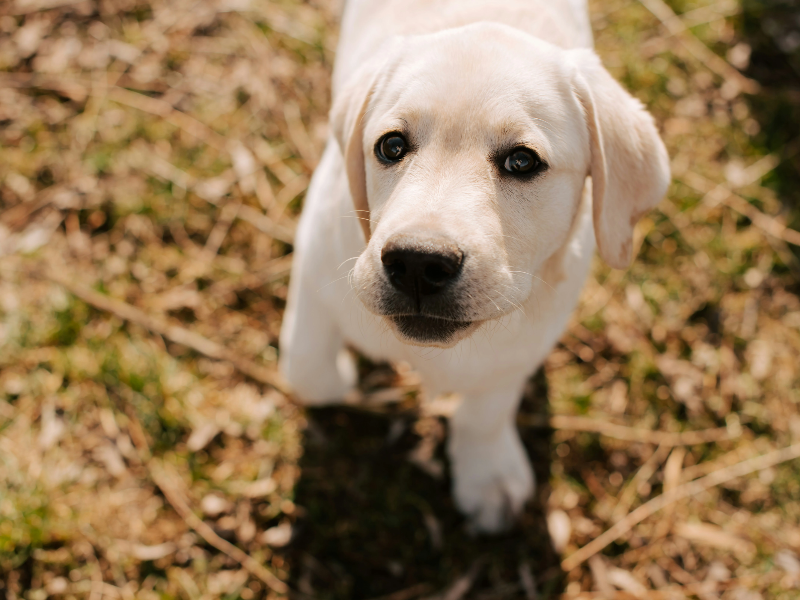 순해보이는 강아지