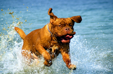 강아지 더위 스트레스