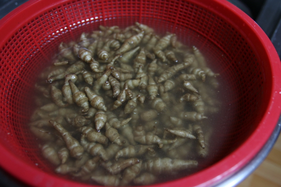 초석잠 씻는 모습