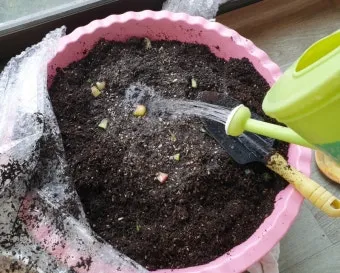 바나나 껍질 비료 활용 희석사용시기 냄새방지 천연영양 가이드_12