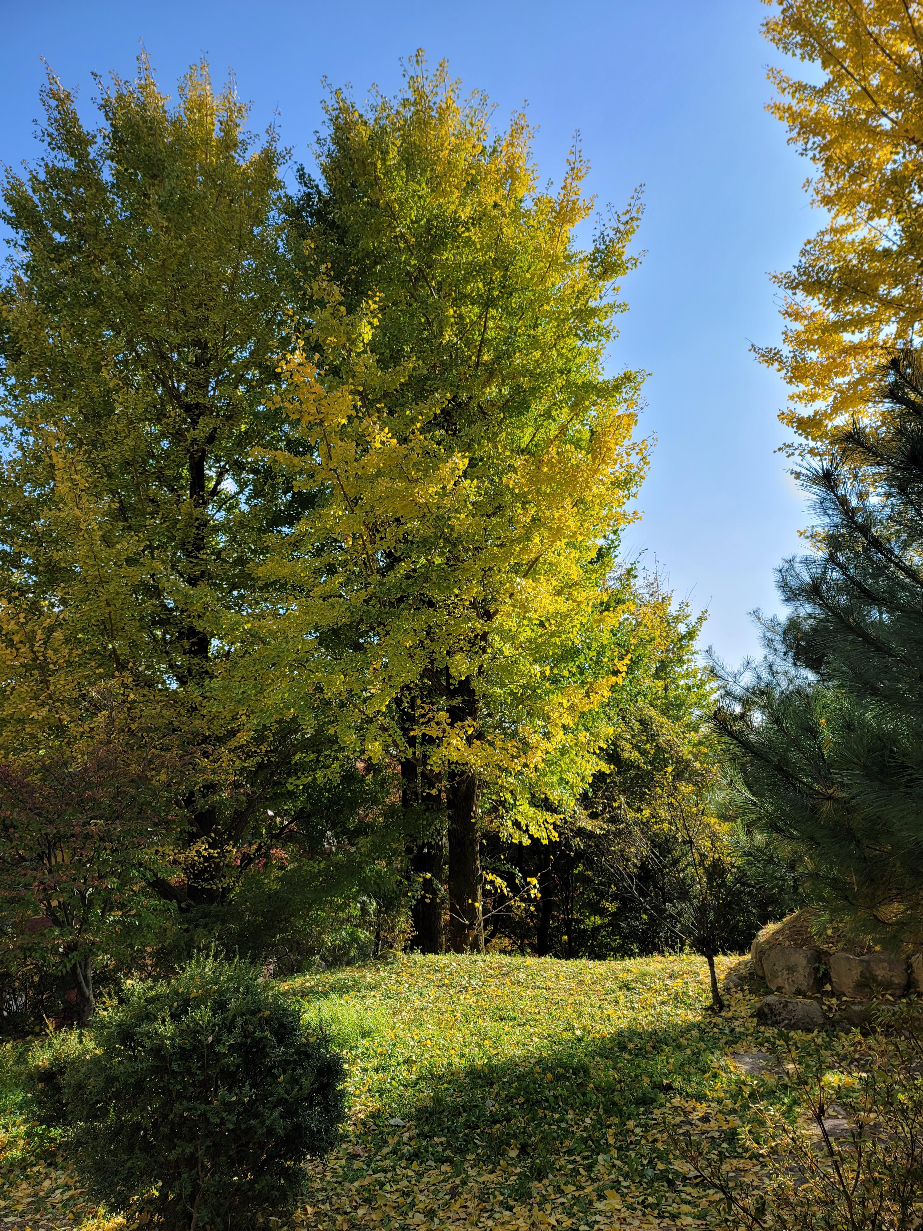 부석사 은행나무
