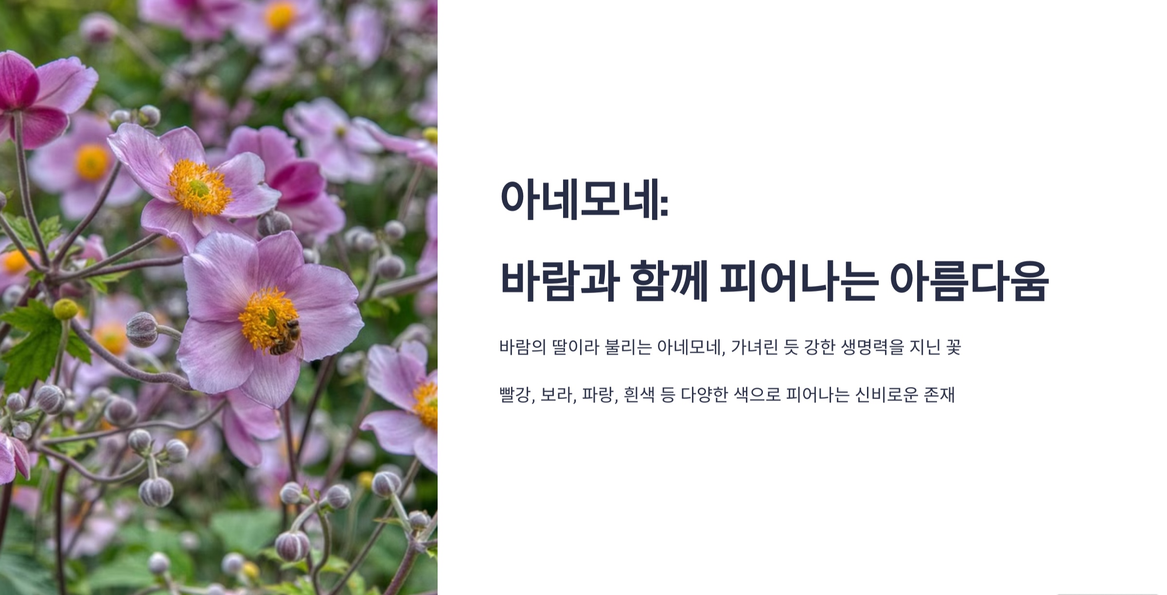 아네모네 사진