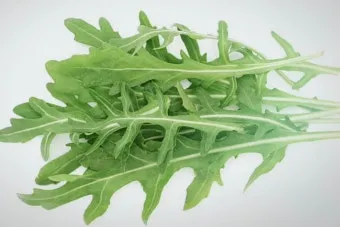 루콜라 재배 직파 심기 통풍 관리 초기 생육_13