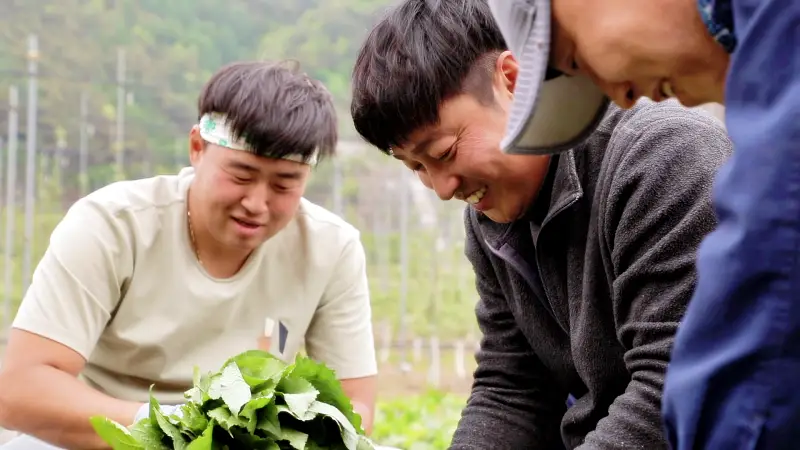 한국인의밥상 정선 사과 곤드레 감자 건조곤드레 냉동곤드레 파는 곳 전국 택배 전화 주문 추천 오늘방송 정보 소개