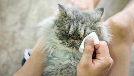 눈을 닦아주는 페르시아 고양이.