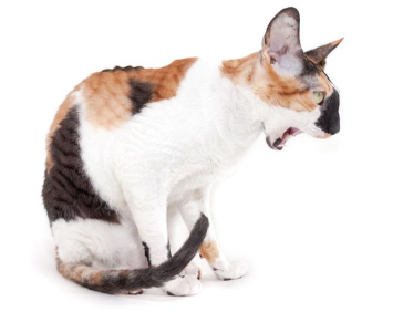 입을 벌리고 있는 삼색 고양이.