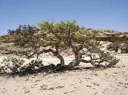 보스웰리아 효능 부작용 (4주 섭취 후기)