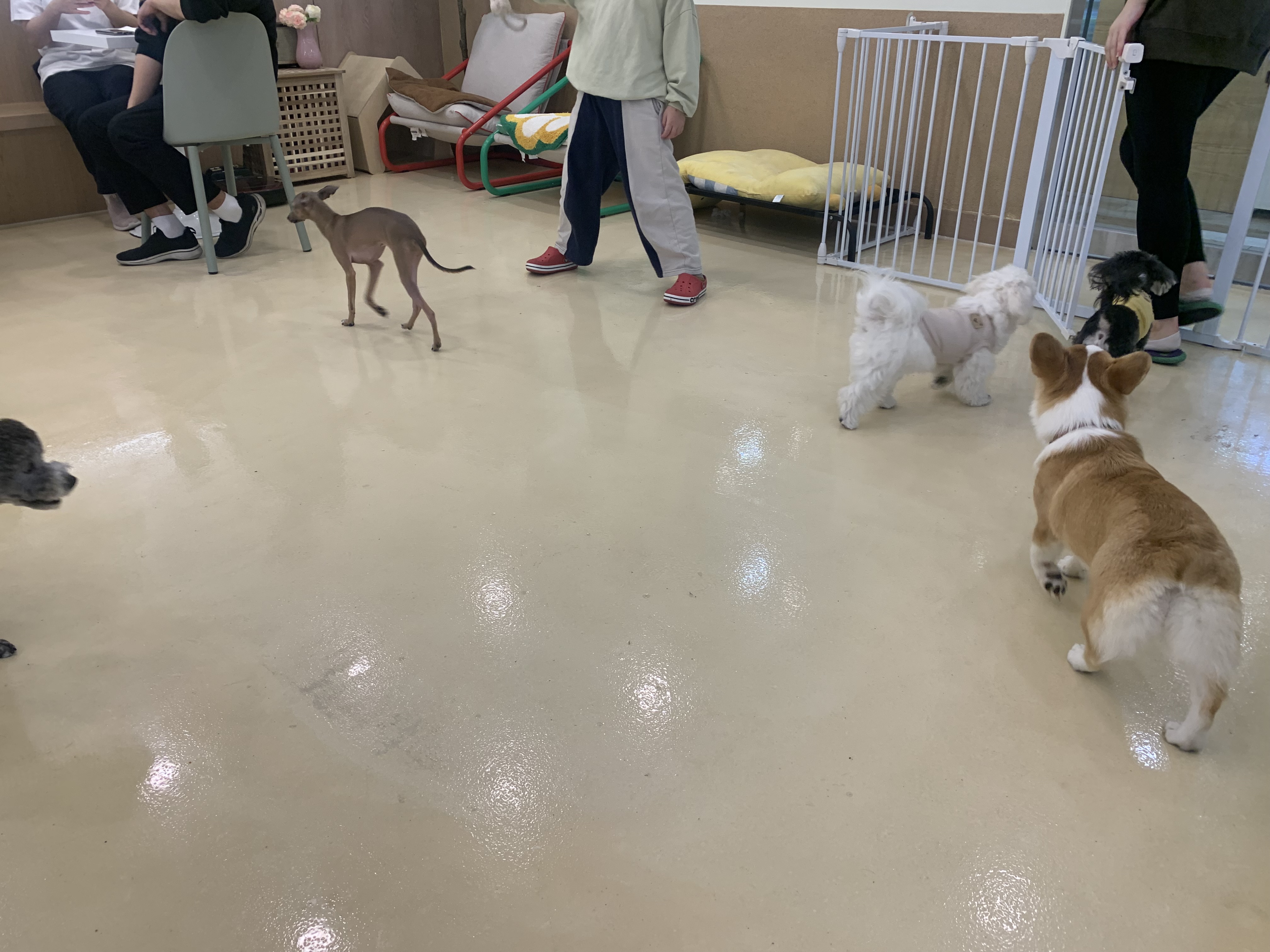 부천 부천시청 애견카페 애견유치원 애견호텔 멍스냅