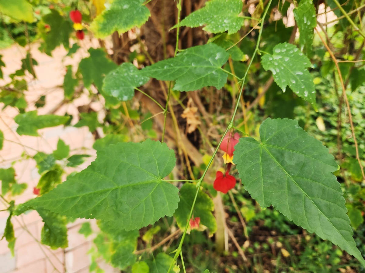 브라질아부틸론(아브틸론)