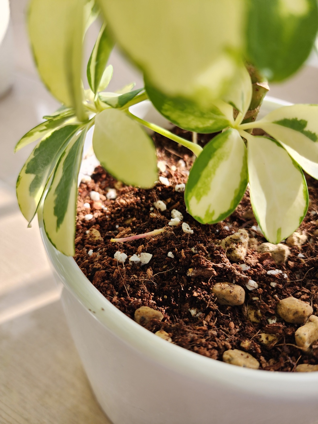 뿌리가 보여이는 칼라홍콩