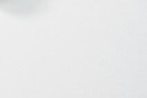 면역력 높이는 영양제 추천