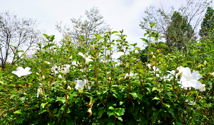 당진 삼선산수목원