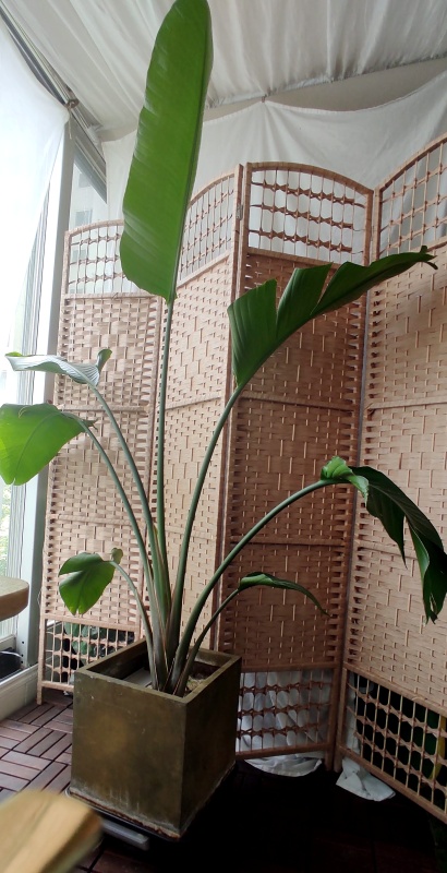 천장뚫을것같은 지금의 극락조