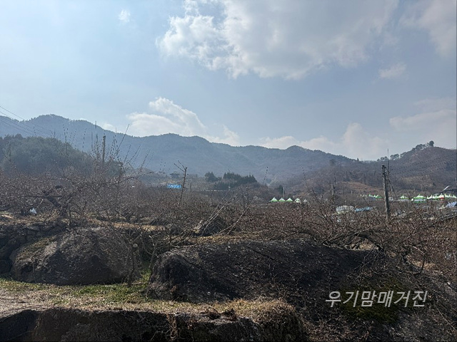 광양매화축제 기간 입장료 개화상황 프로그램 주차장 셔틀버스 25년3월8일실시간사진