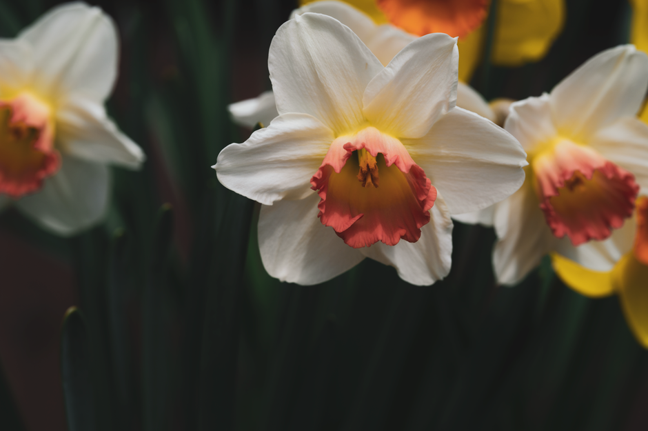Vibrant daffodils with pink centers and white petals in spring.