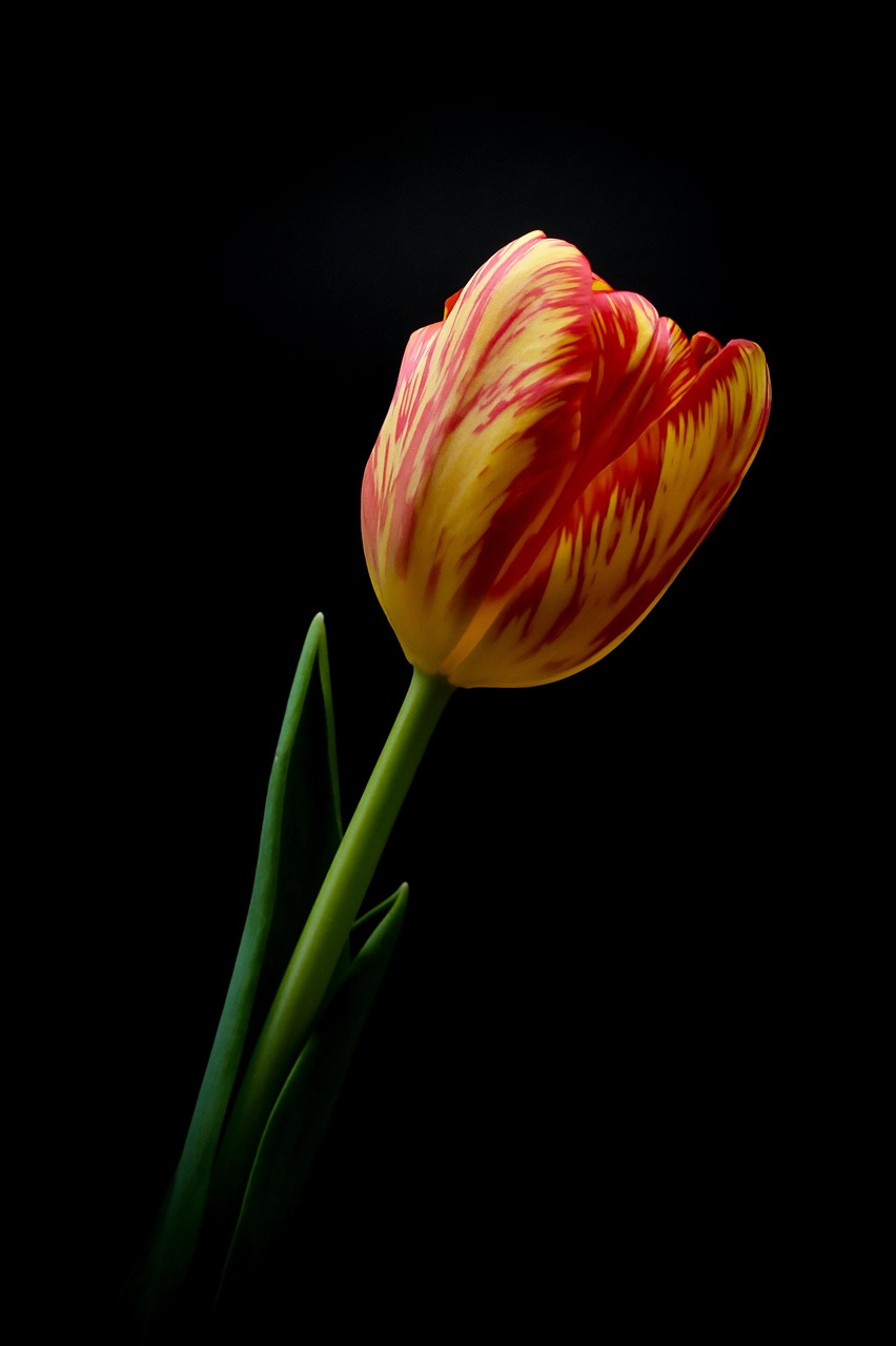 성조숙증