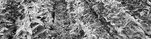 비료 (피복 재배): 10a당 질소 3kg, 인산 3kg, 칼리 3kg