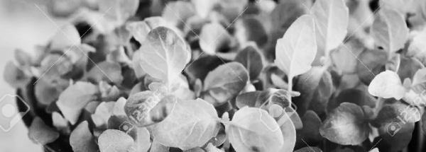 굵은 줄기, 짧은 마디, 선명한 잎 색깔, 흰색 뿌리