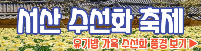 서산 유기방가옥 수선화축제 보기
