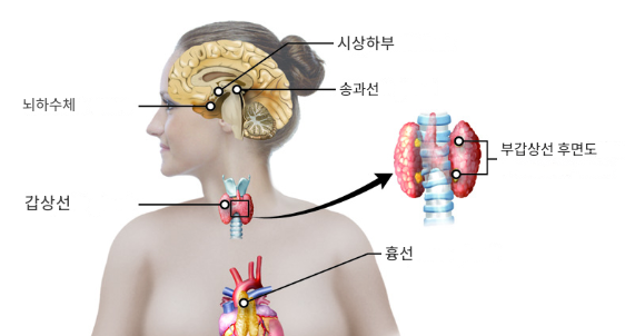 갑상선과 임신의 관계: 알아두어야 할 기본 지식