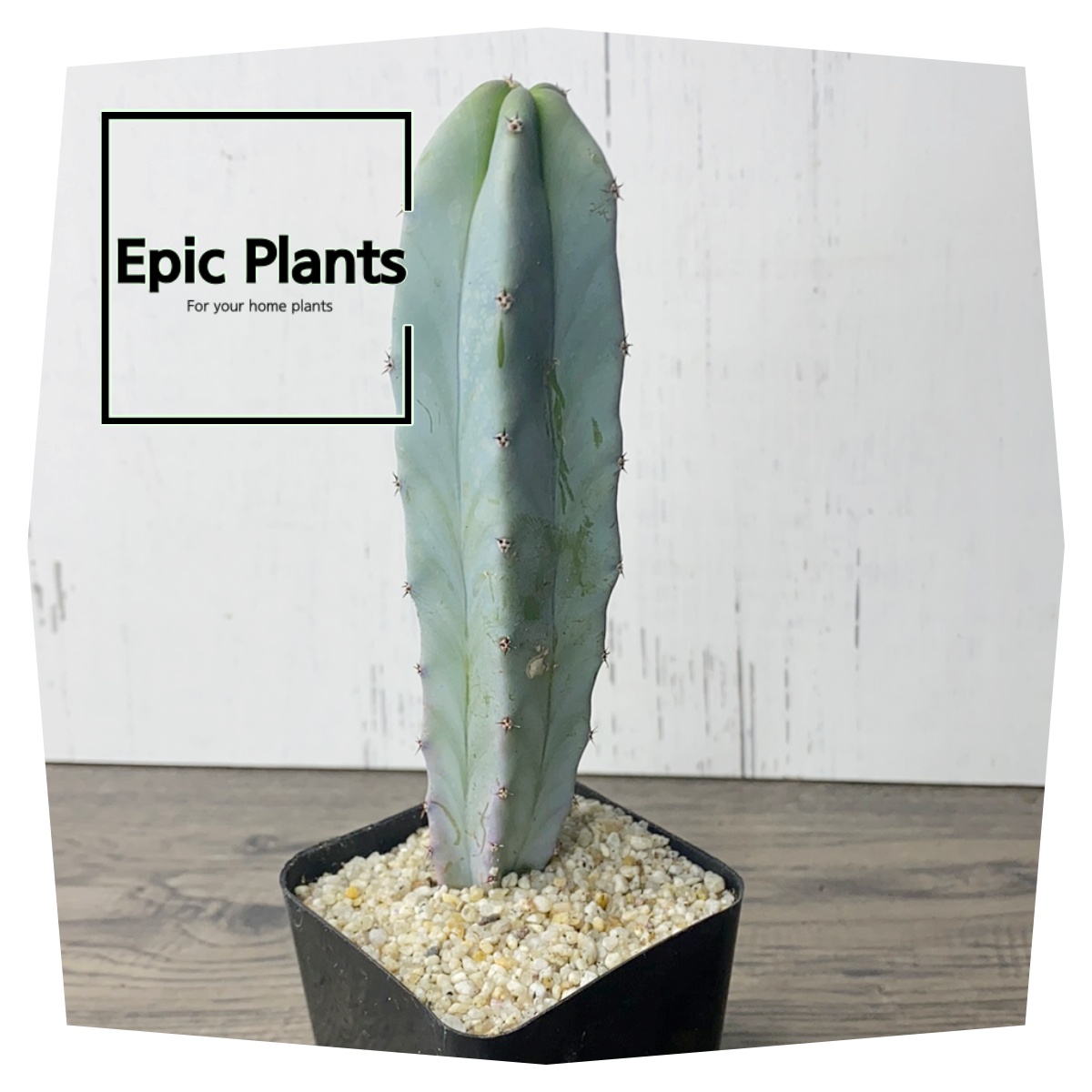 용신목은 은빛 녹색이 아름다운 선인장의 한 종류예요