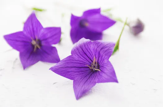 도라지의 효능&amp;#44; 건강에 좋은 이유 10가지