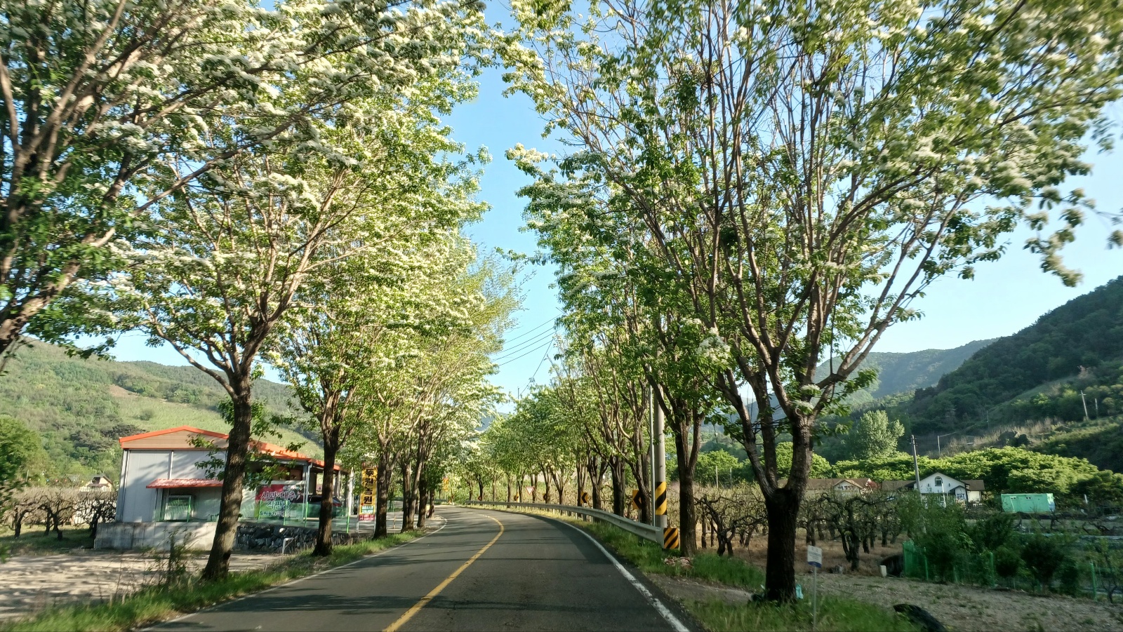 밀양댐 생태공원 이팝나무길16