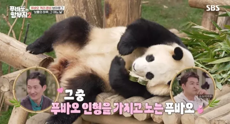 송바오가 만든 마지막 장난감을 가지고 노는 푸바오