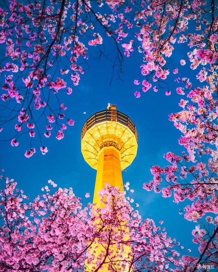 2024 벚꽃 개화시기