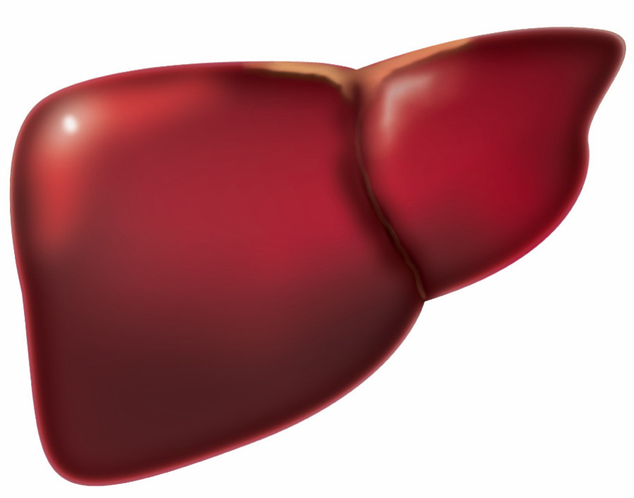 인체의 오장육부 중에서 붉은 색의 간장의 좌엽과 우엽 등 외형을 그린 그림 사진