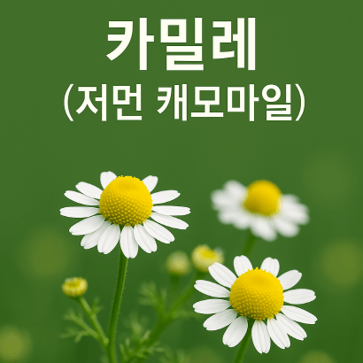카밀레(저먼 캐모마일)의 모든 것