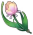 무지개 장미