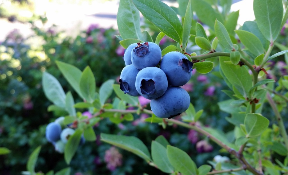 장 환경 개선 식품 블루베리