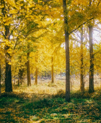 2024 에버랜드 은행나무숲산책 신청