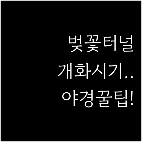 남원 요천변 벚꽃 터널 개화 예측과 ..