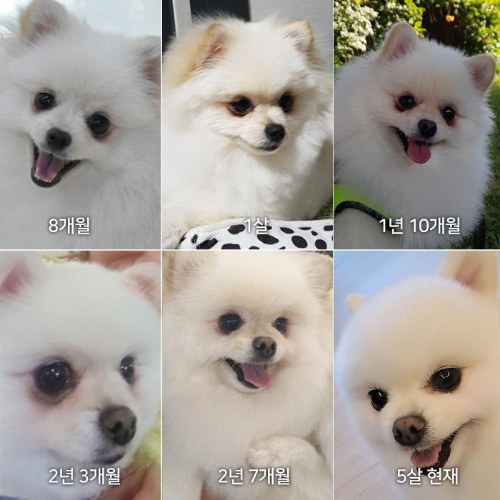 마이 펫 구름이 겪은 식이 알러지 눈물자국 개월수별 사진