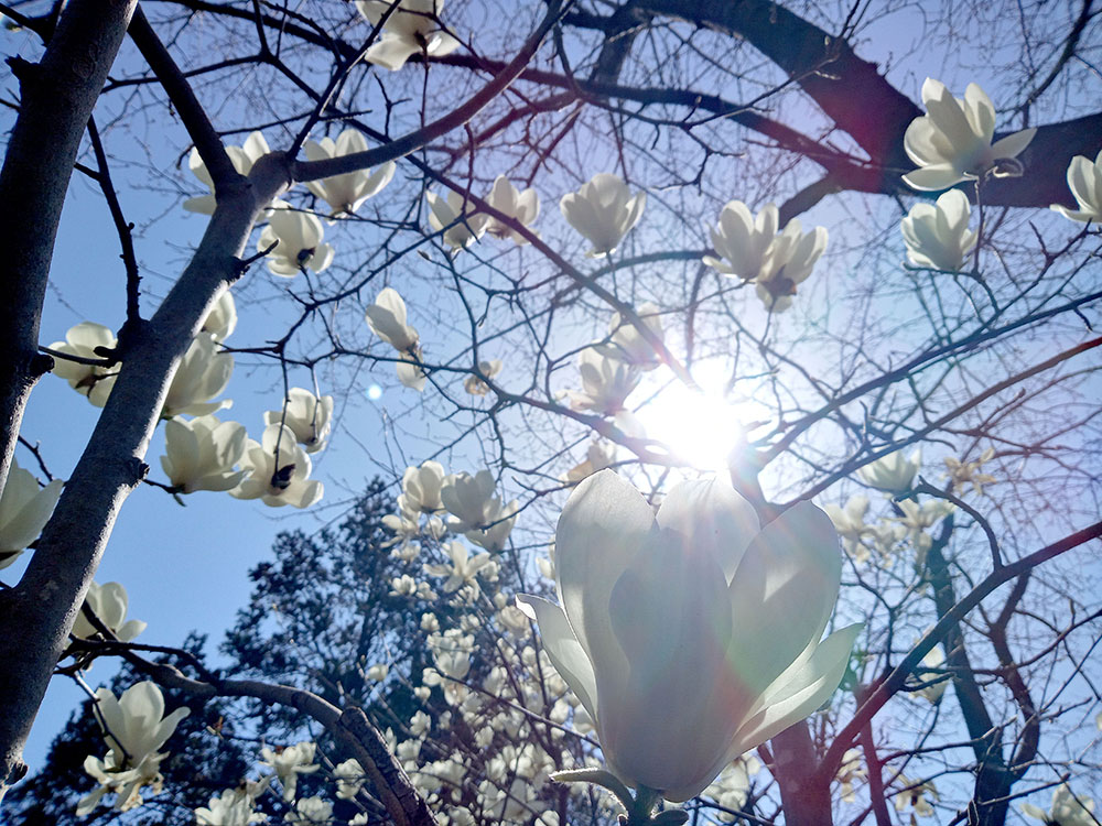 제주 서귀포 신시가지에 하얀 목련