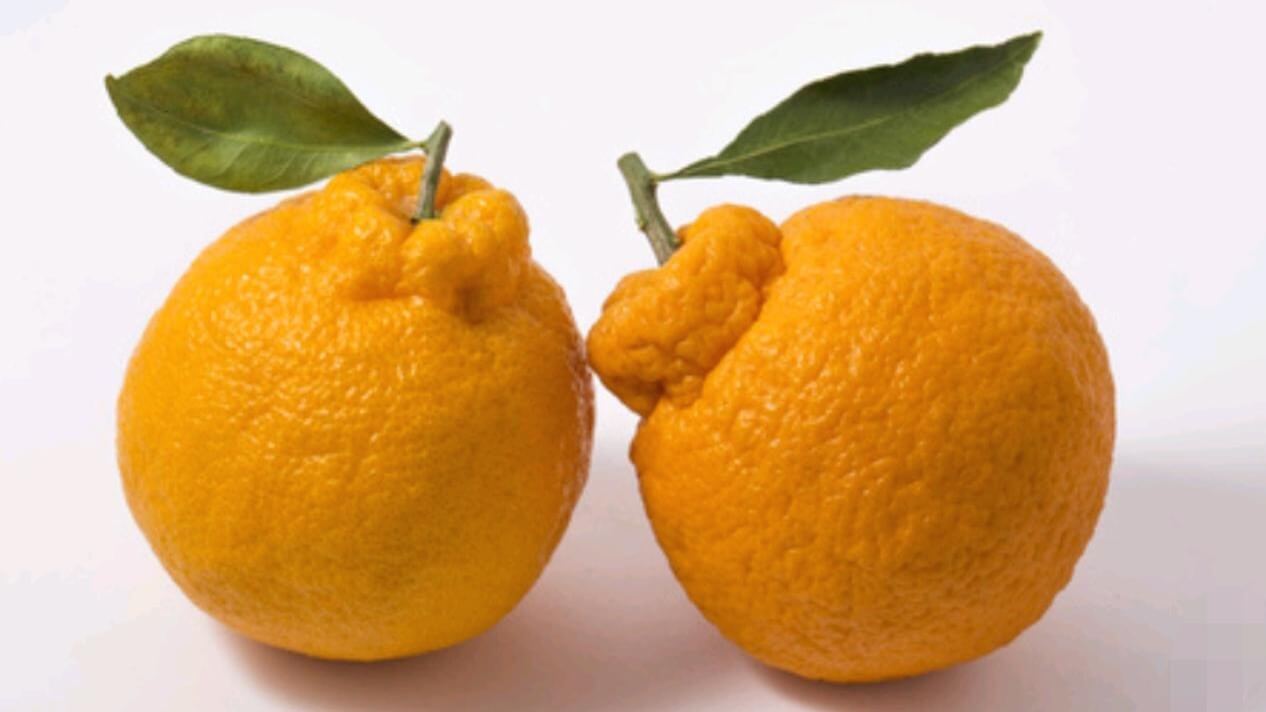 봄제철 과일 종류와 효능 BEST5