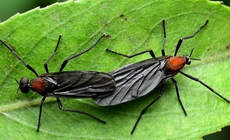 러브버그-퇴치방법-사진