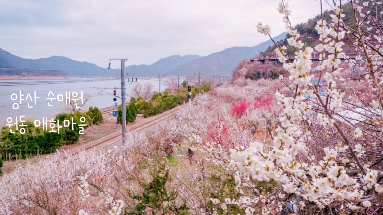 양산 가볼만한곳 - 순매원