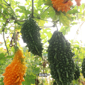 여주 효능