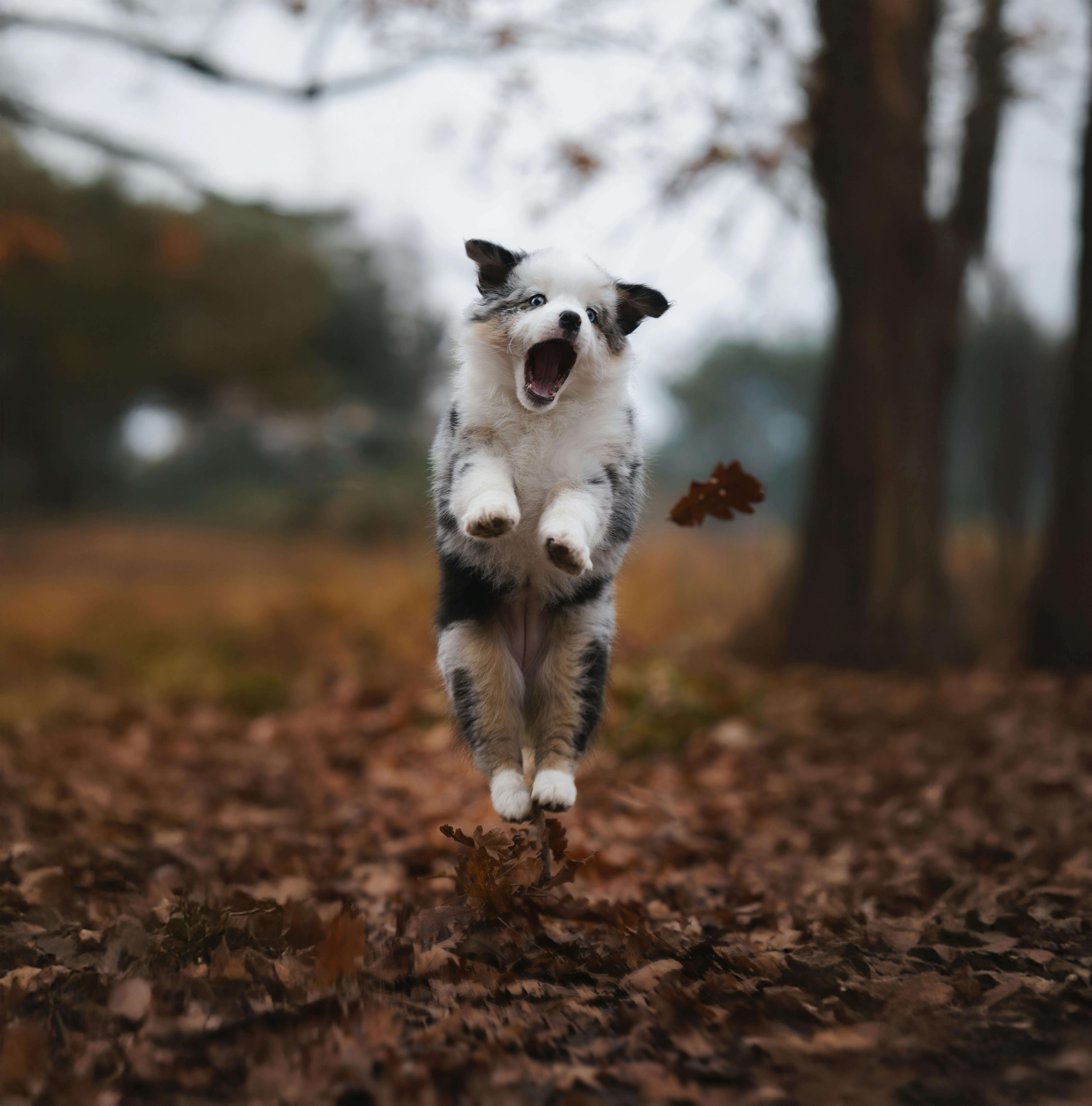 예방접종·중성화·건강검진 비용 총정리|2025 반려동물 필수 의료비 가이드